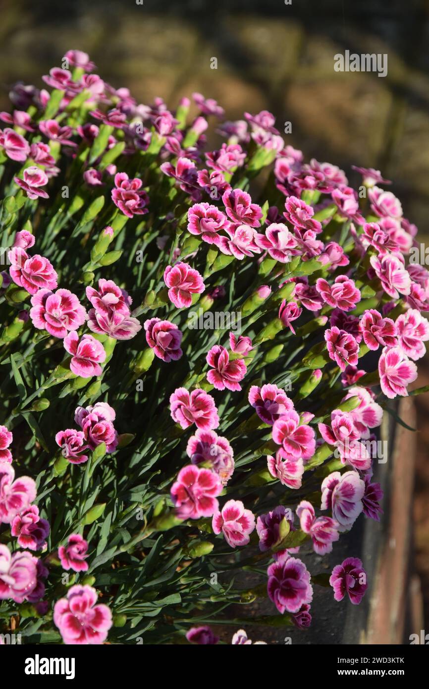 dianthus growing in container Stock Photo