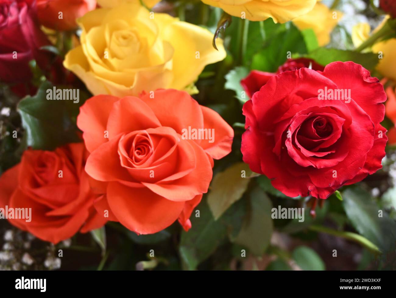 Roses in bouquet hi-res stock photography and images - Alamy