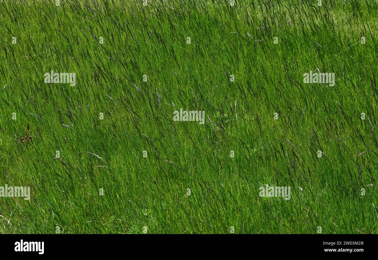 Backdrop of tall grass hi-res stock photography and images - Alamy
