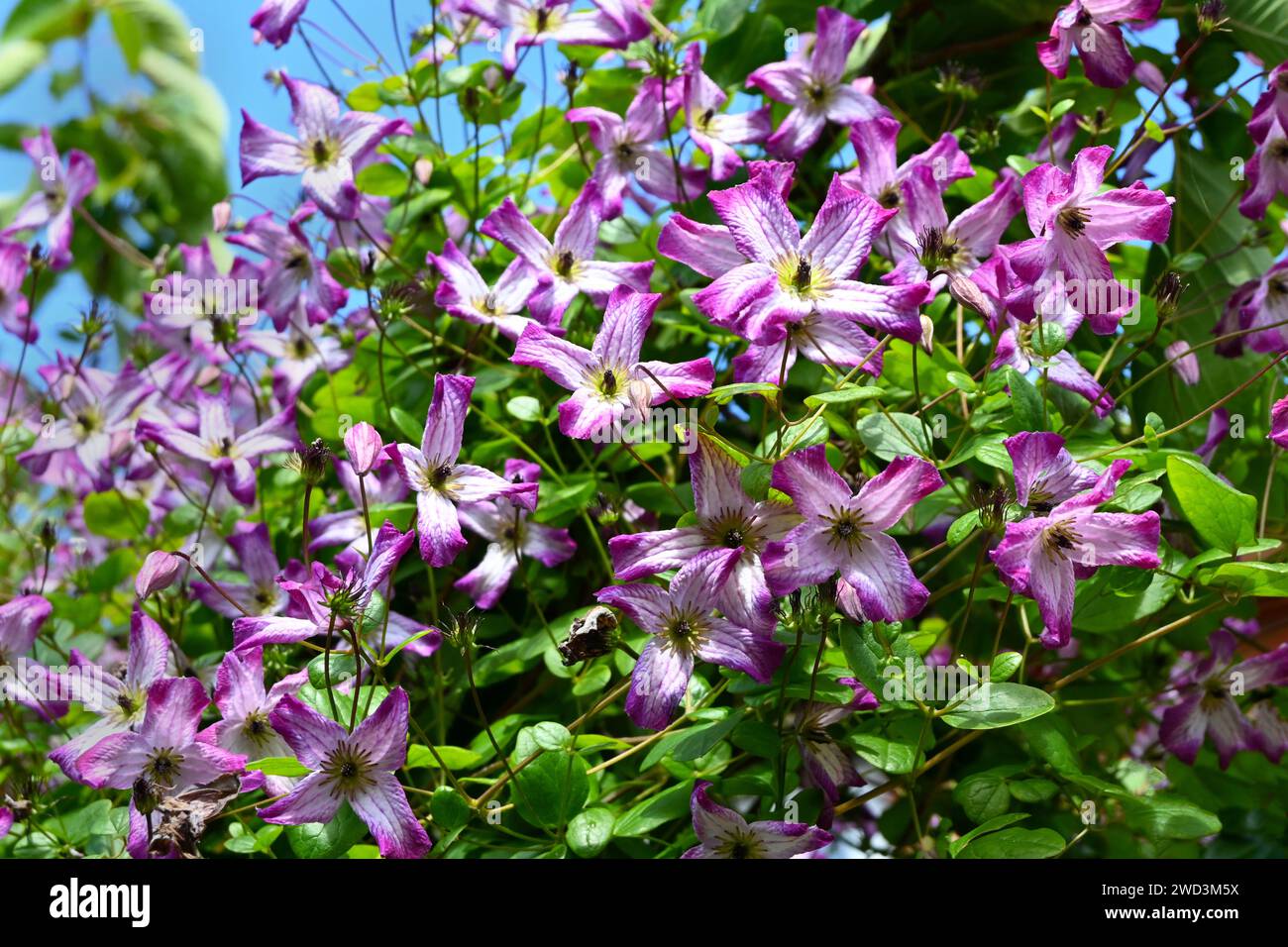 italian leather flower clematis Stock Photo