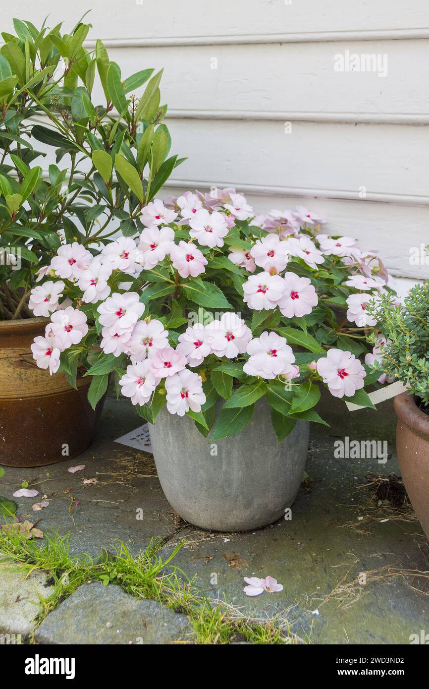 Pot container with white busy lizzy impatiens walleriana as a display outside house. Stock Photo