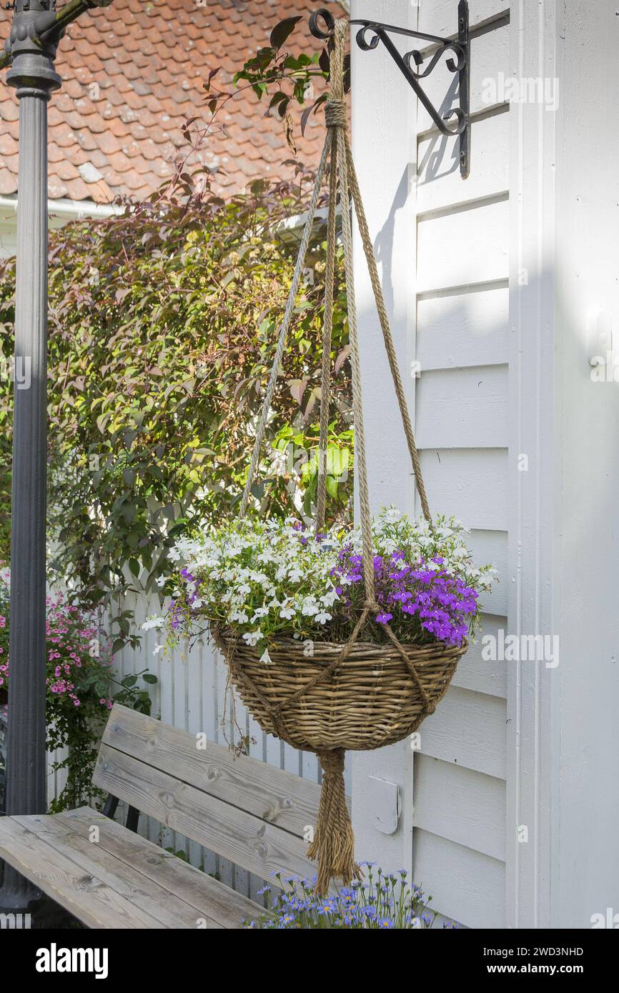 White and purple aubretia plant in a hanging basket outside a house. Stock Photo