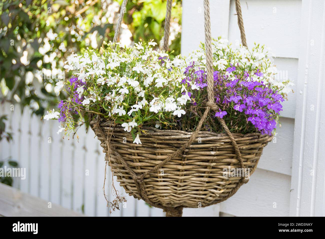 White and purple aubretia plant in a hanging basket outside a house. Stock Photo