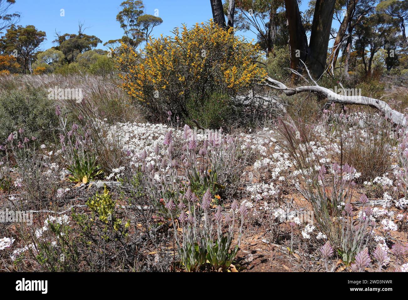 Spring in the Western Australian outback when endemic wildflowers as Mulla mulla, white everlasting daisies and a yellow wattle bush are abloom Stock Photo