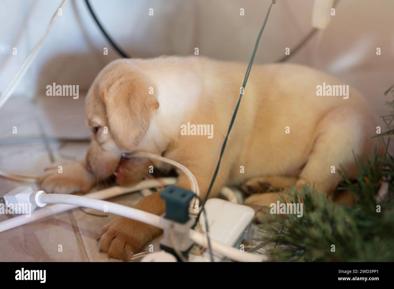 Naughty puppy biting electrical  cables in house close up view Stock Photo