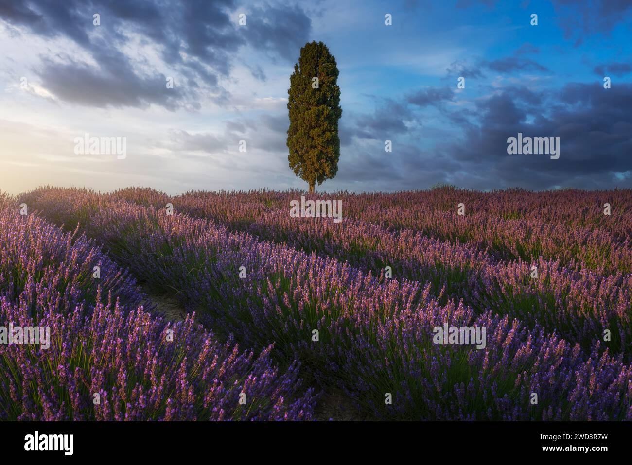 Lavender fields and cypress tree at sunset. Orciano Pisano, Tuscany, Pisa, Italy. Europe Stock Photo