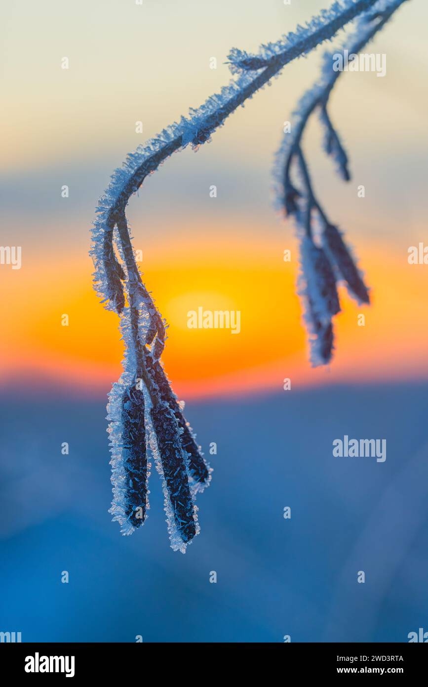 Cold winter background with frost covered branches Stock Photo - Alamy