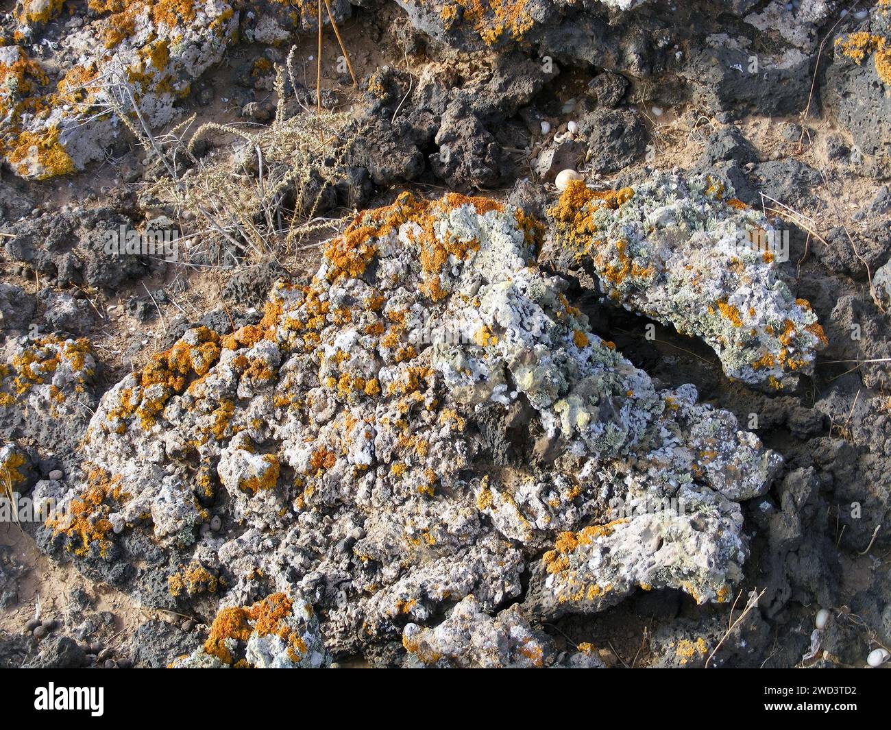 Pioneer organisms - lichens growing on volcanic rocks, Canary Islands, Fuerteventura. Stock Photo