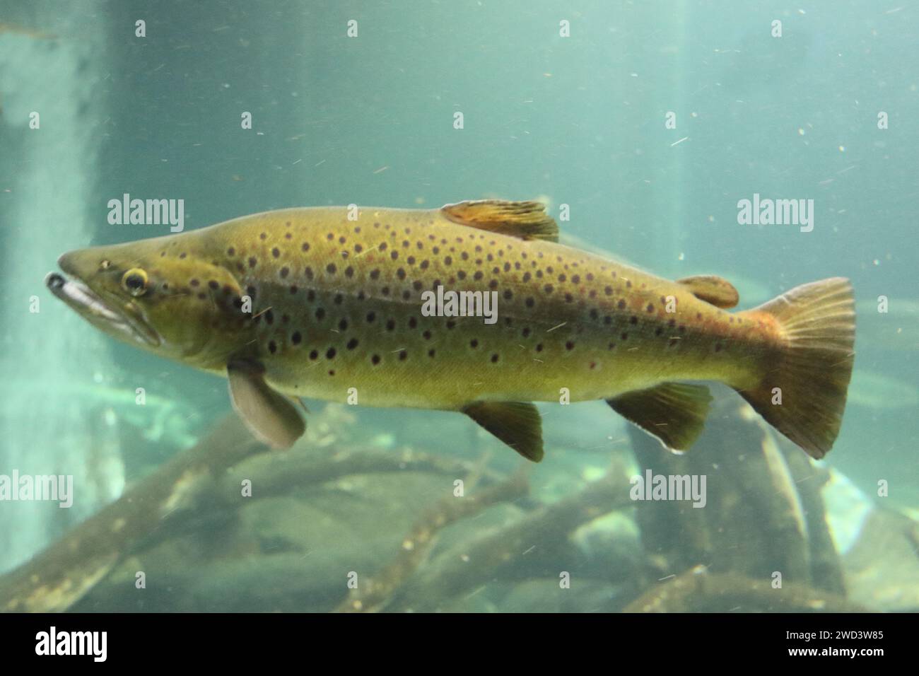 The Atlantic salmon (Salmo salar) is a species of ray-finned fish in the family Salmonidae. It is found in the northern Atlantic Ocean Stock Photo