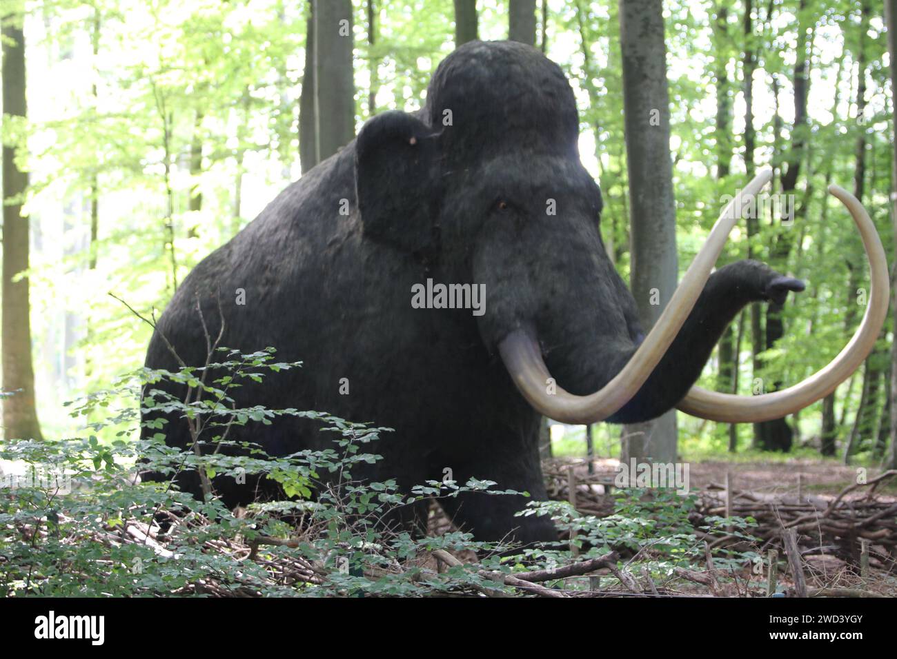 A mammoth is any species of the extinct genus Mammuthus, proboscideans commonly equipped with long, curved tusks and, in northern species, a covering Stock Photo