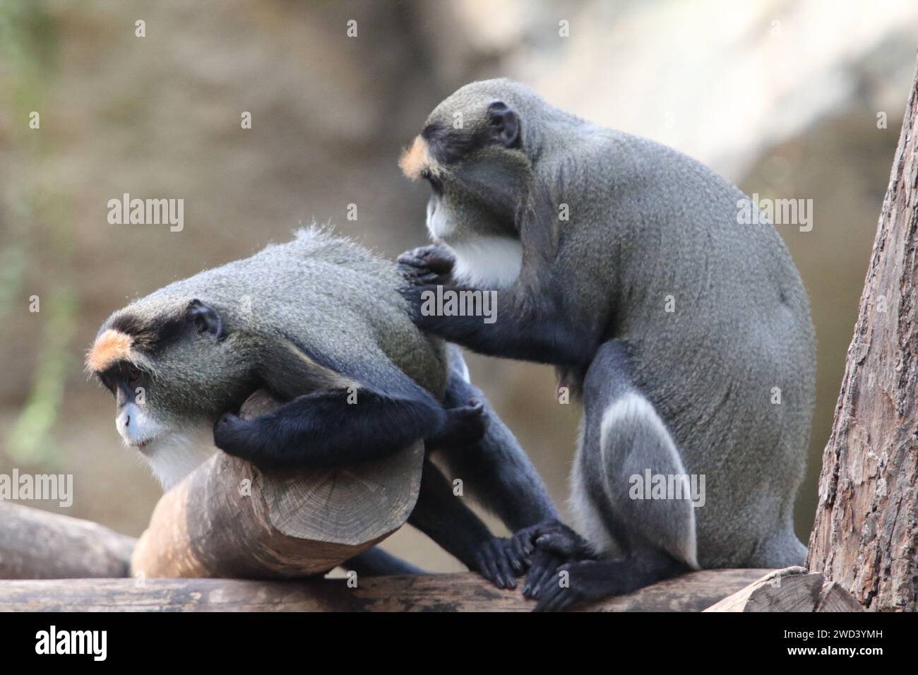 The De Brazza's monkey (Cercopithecus neglectus) is an Old World monkey endemic to the wetlands of central Africa. It is one of the most widespread Af Stock Photo