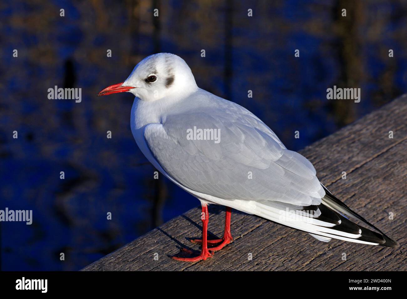 Black headed gull in winter plumage, Cardiff Bay Wetland Nature Reserve, Cardiff Bay Chroicocephalus ridibundus. Adult winter plumage January 2024 Stock Photo