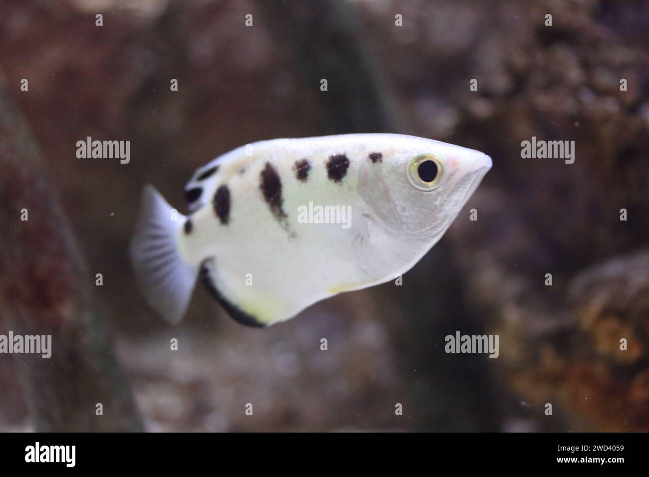 The banded archerfish (Toxotes jaculatrix) is a brackish water perciform fish of the archerfish genus Toxotes Stock Photo