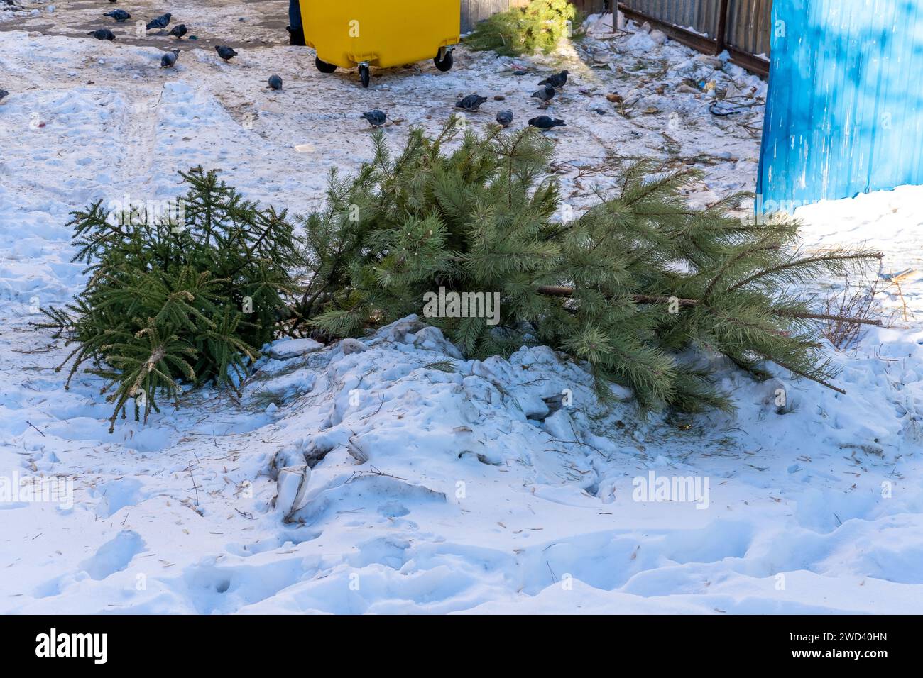 Christmas trees thrown into the trash after the end of the holiday