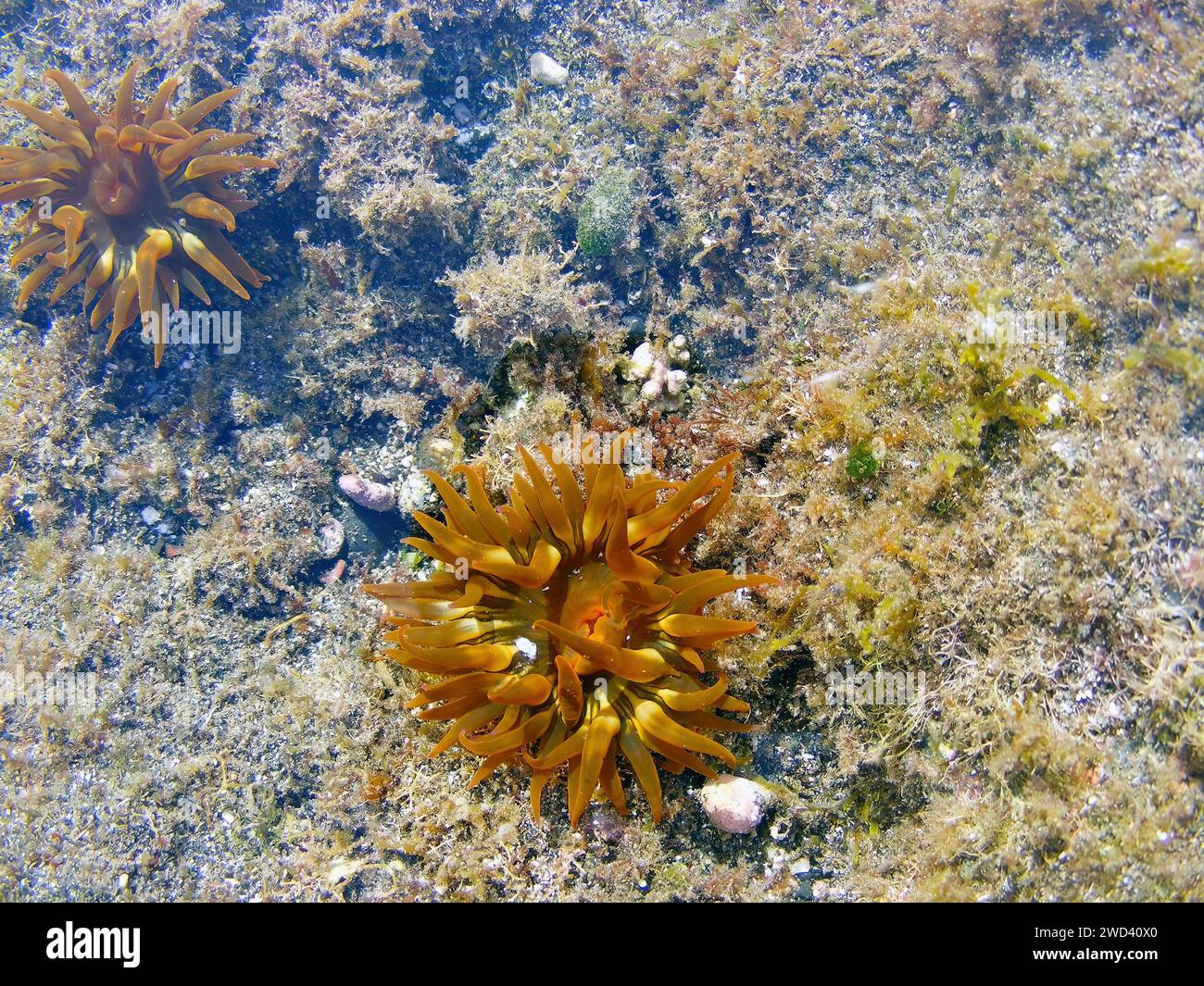 Sea anemones, coral and other organisms growing in a rockpool on the volcanic rocks off the coast of the Fuerteventura, Canary Islands, Spain. Stock Photo