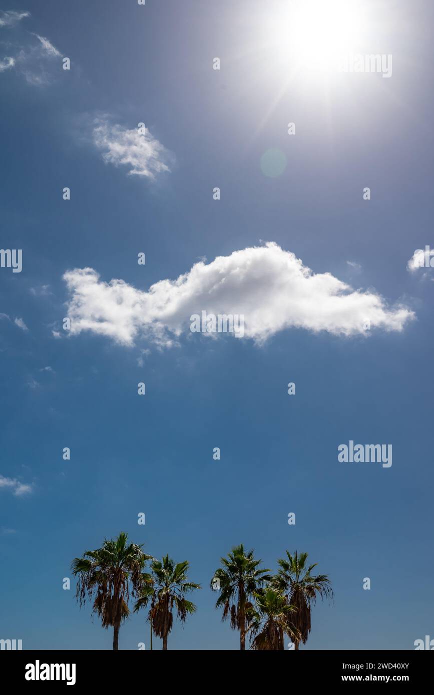 Palm trees on blue sky background under a cloud and sun above it Stock ...