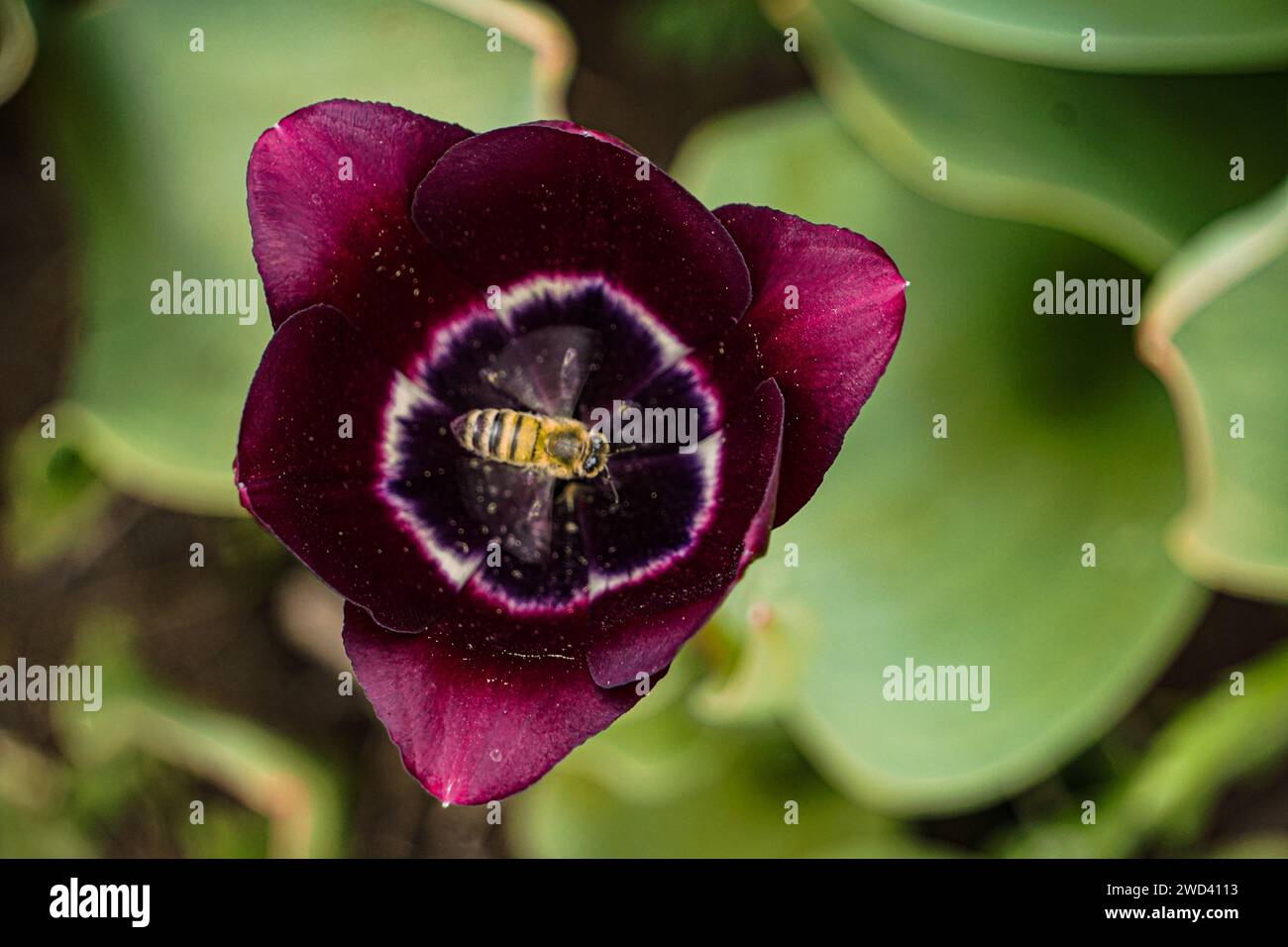 Bee sit on Tulip portrait Stock Photo