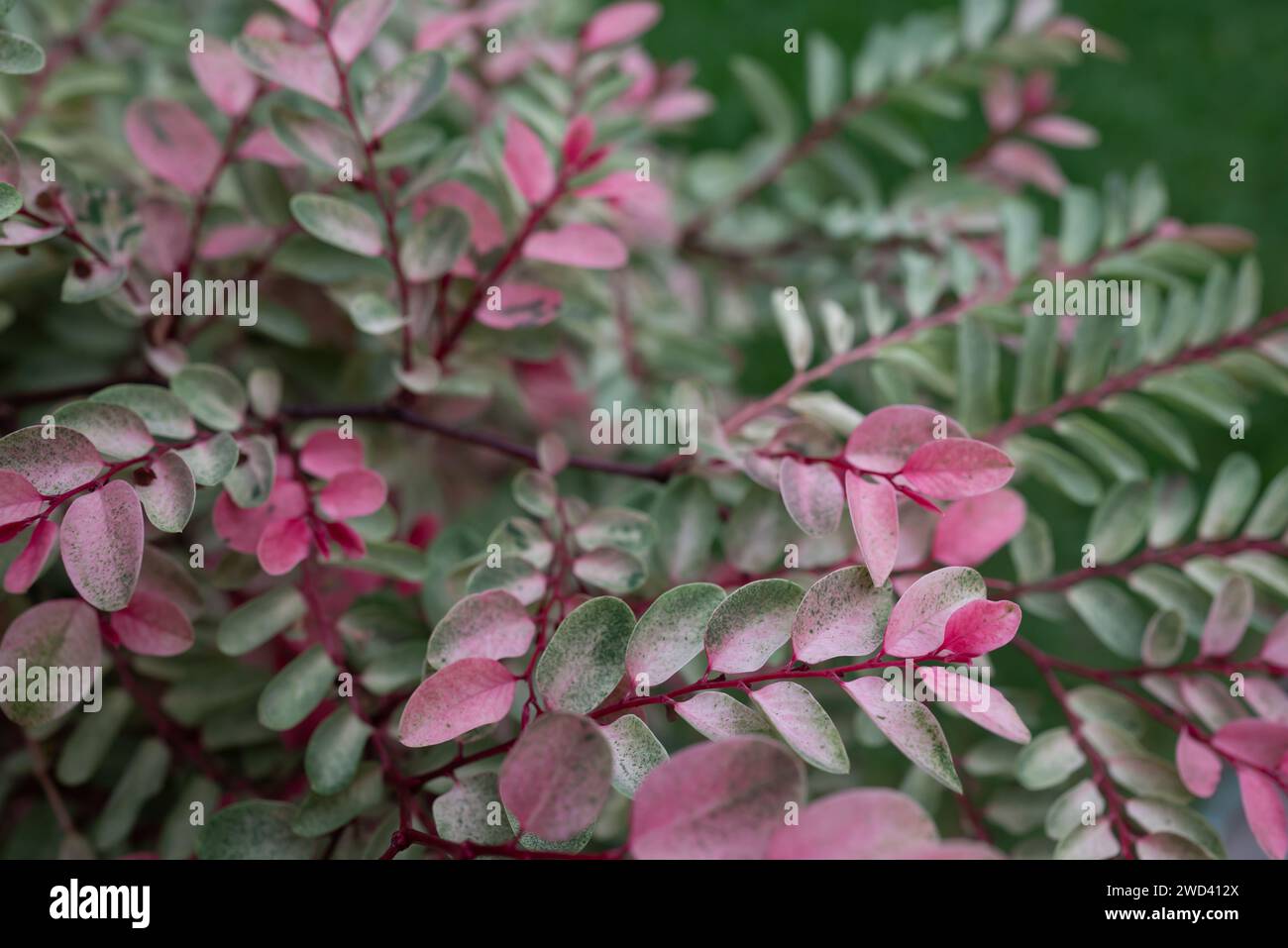 Pink leaves background. Light green and white foliage. Snowbush Foliage-flower Stock Photo