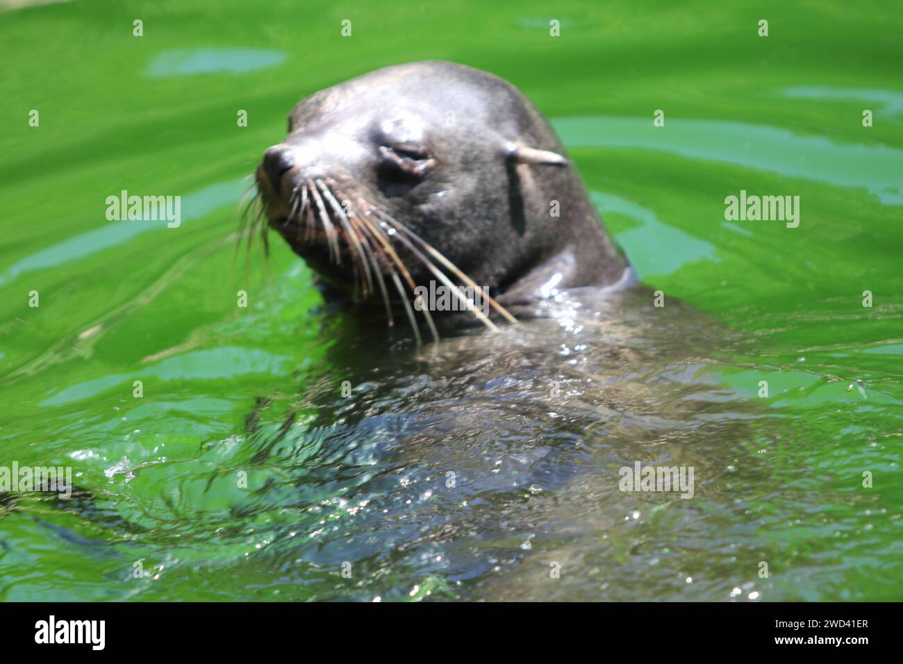 The brown fur seal (Arctocephalus pusillus), also known as the Cape fur seal, South African fur seal and the Australian fur seal is a species of fur s Stock Photo