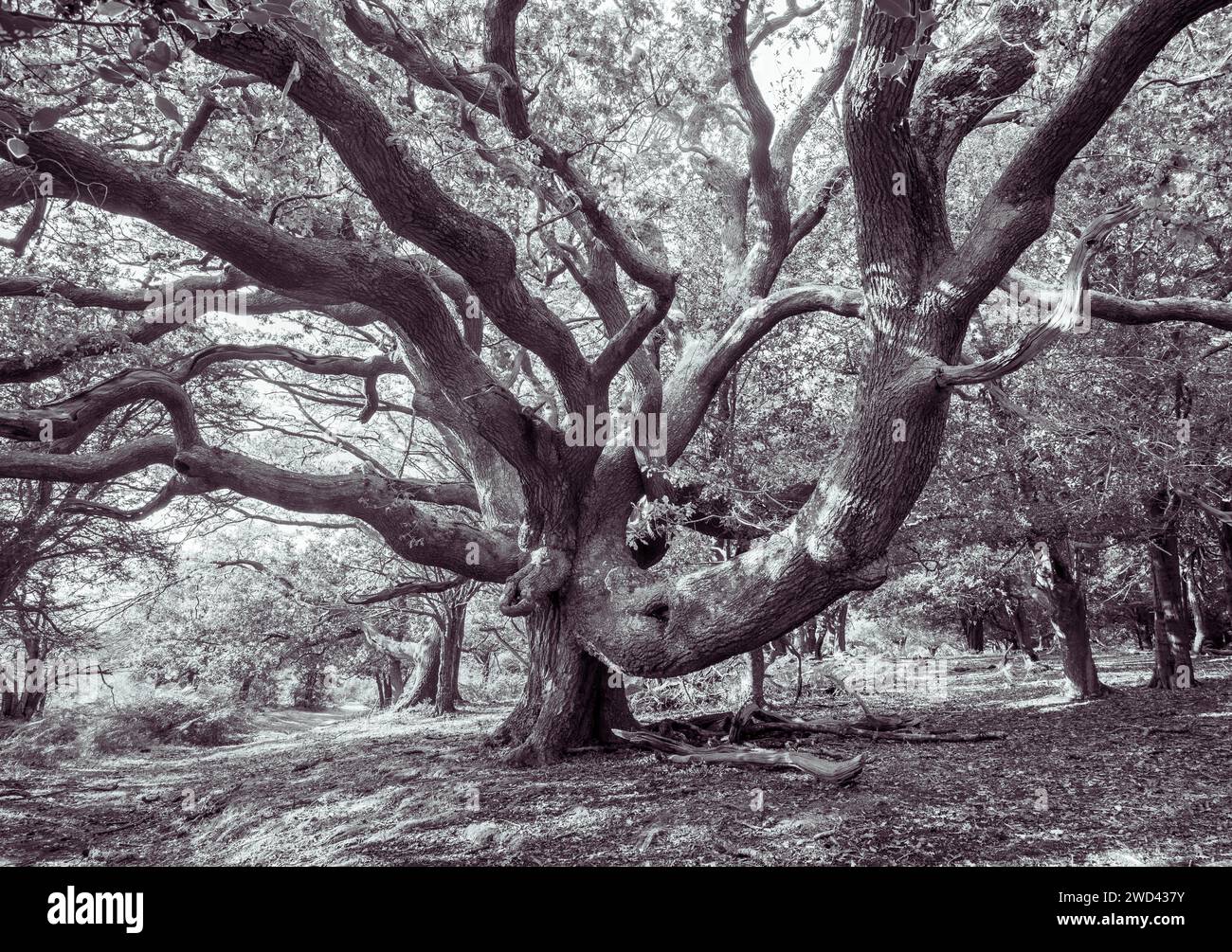 Large ancient oak tree in New Forest, Hampshire, UK in black and white
