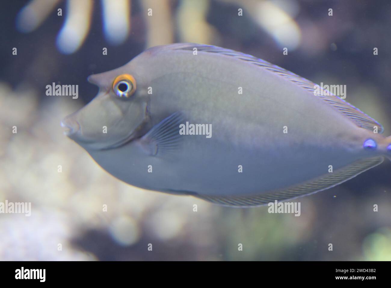 The bluespine unicornfish or short-nose unicornfish (Naso unicornis) is a tang from the Indo-Pacific Stock Photo