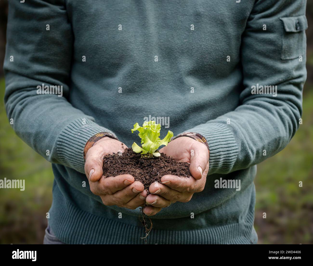 Man cradles lettuce to plant in the Spring Stock Photo