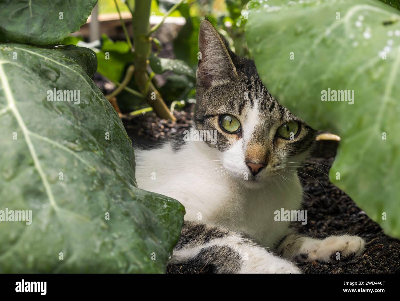Tabby & White Cat sitting among the cabbage leaves Stock Photo - Alamy