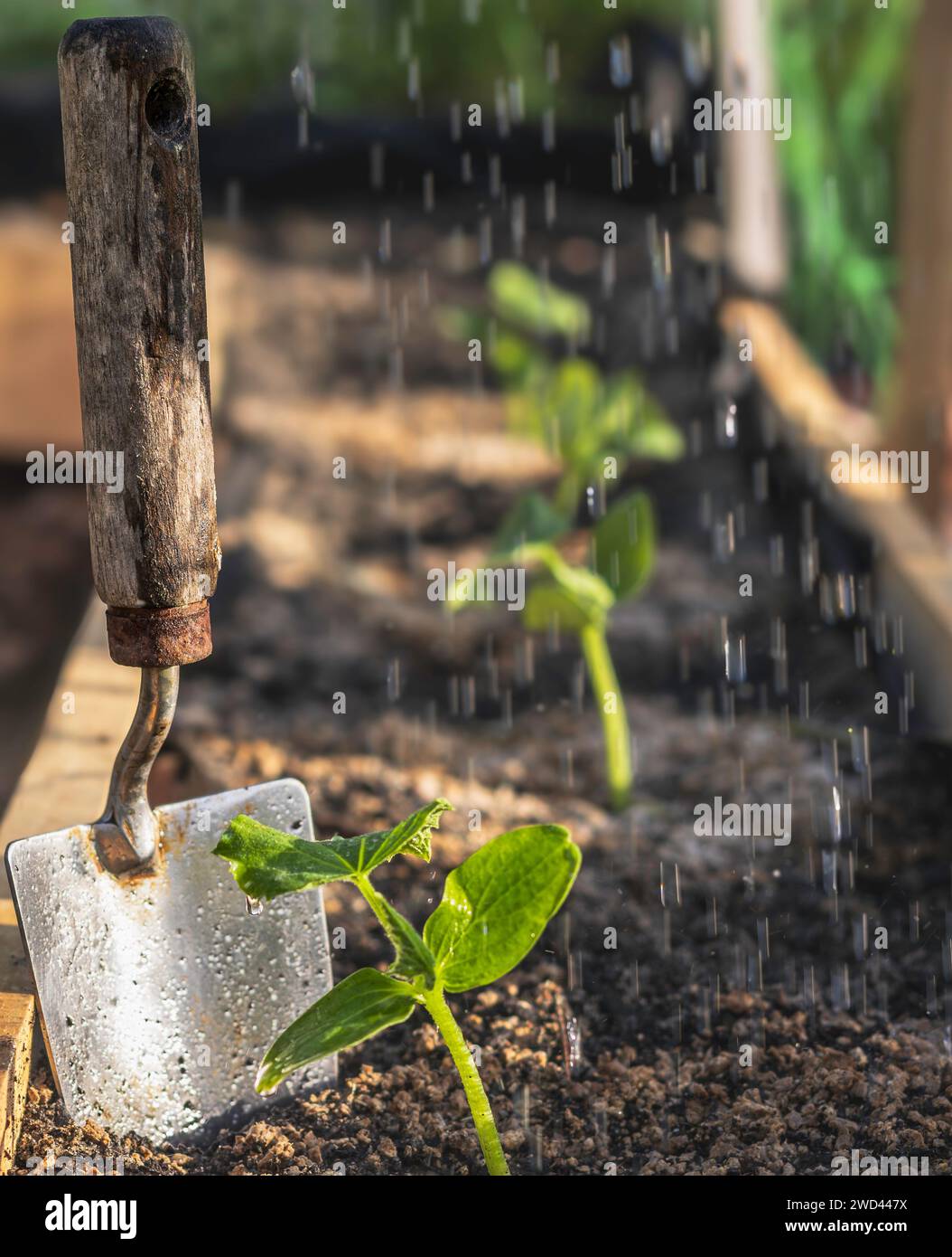 Newly Planted Seedlings being Watered Stock Photo Alamy