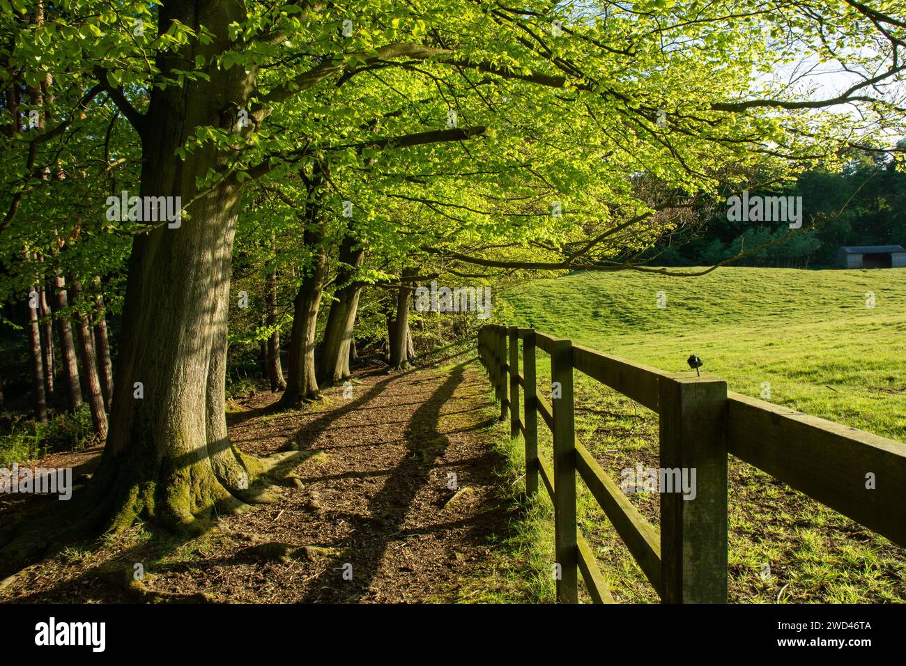 English woodland pathway with fence Stock Photo