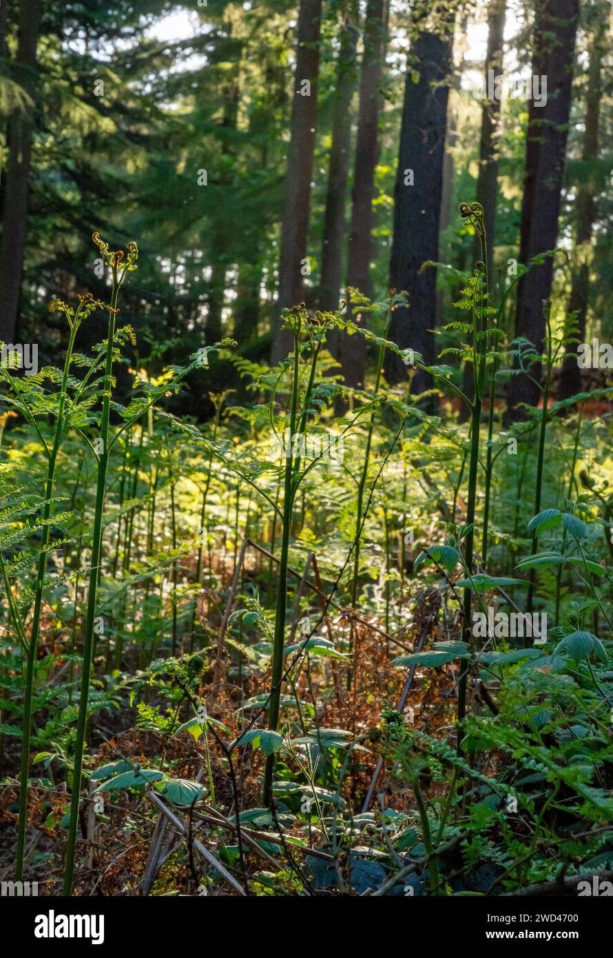 Bracken (Pteridium aquilinum) Plants in English woodland during sunset. Growing plants in forest Stock Photo