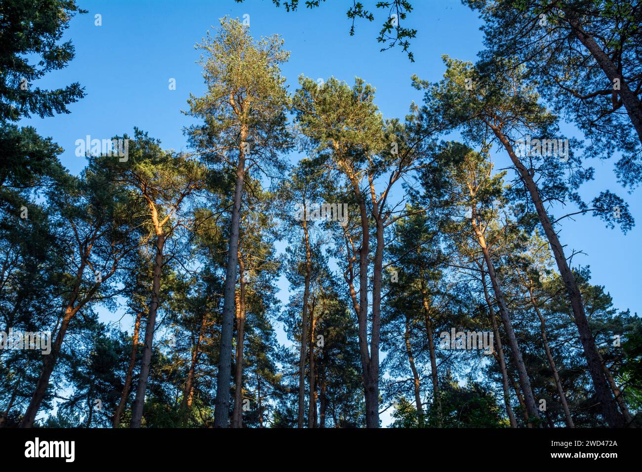 Canopy woods hi-res stock photography and images - Alamy
