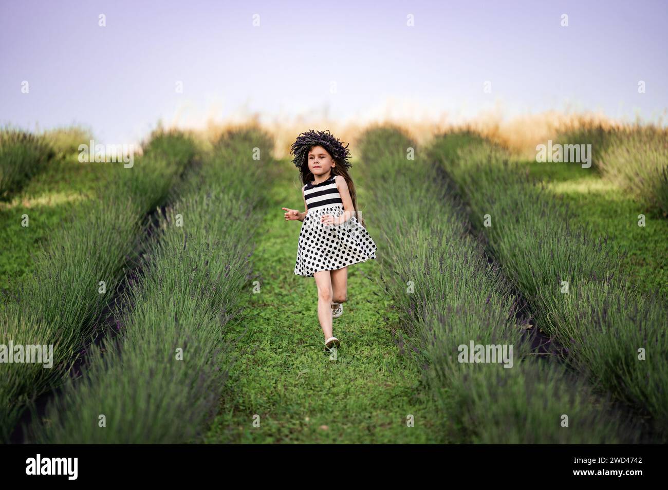 A little girl runs between lavender rows in a dress, a girl in a lavender wreath. Stock Photo