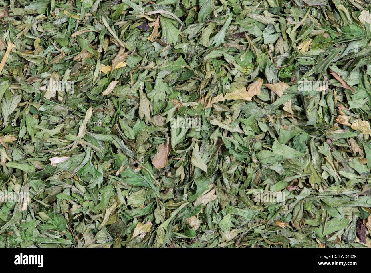Dried Parsley flakes herbal green background image. Petroselinum