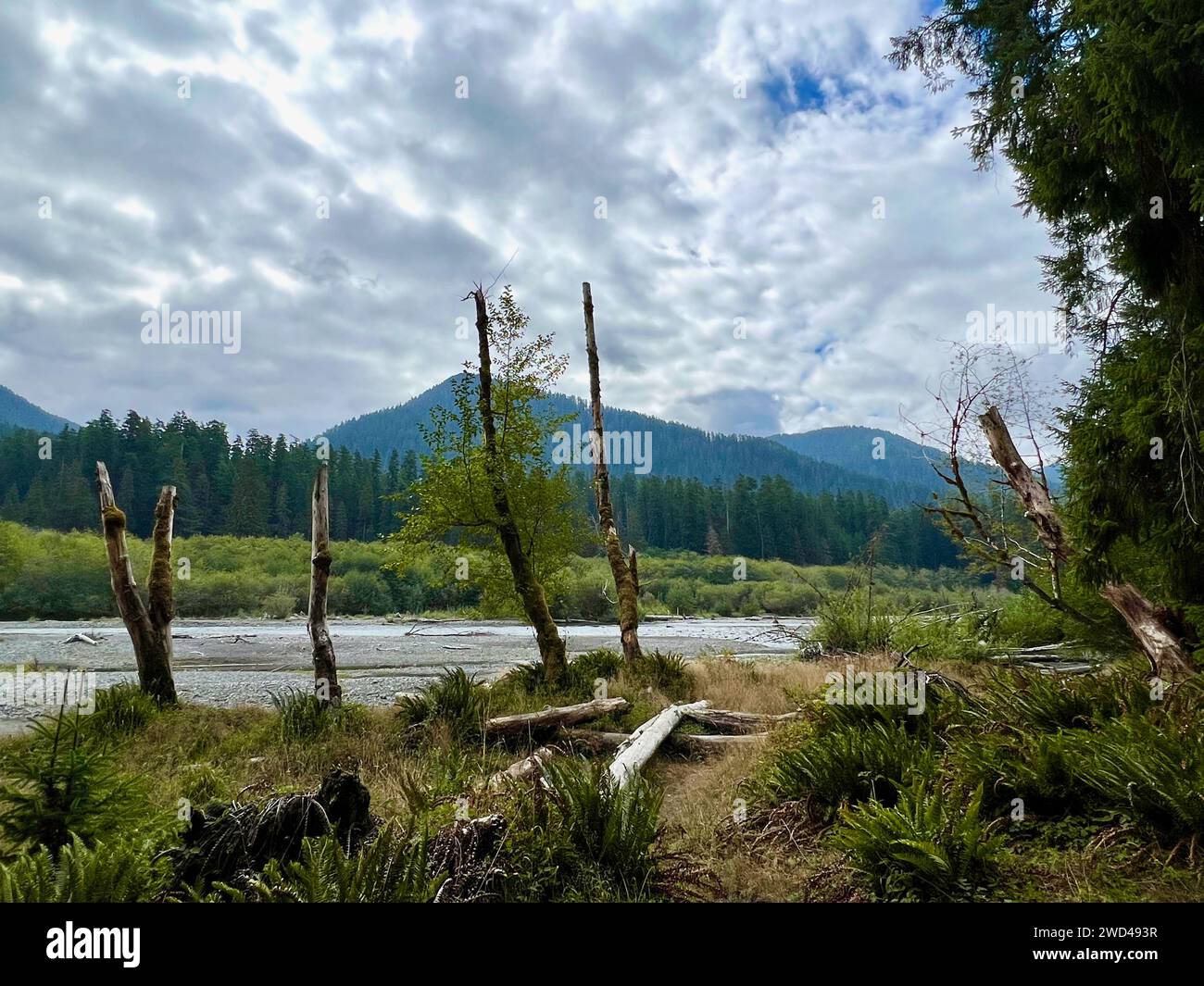 Olympic national park hiking trails