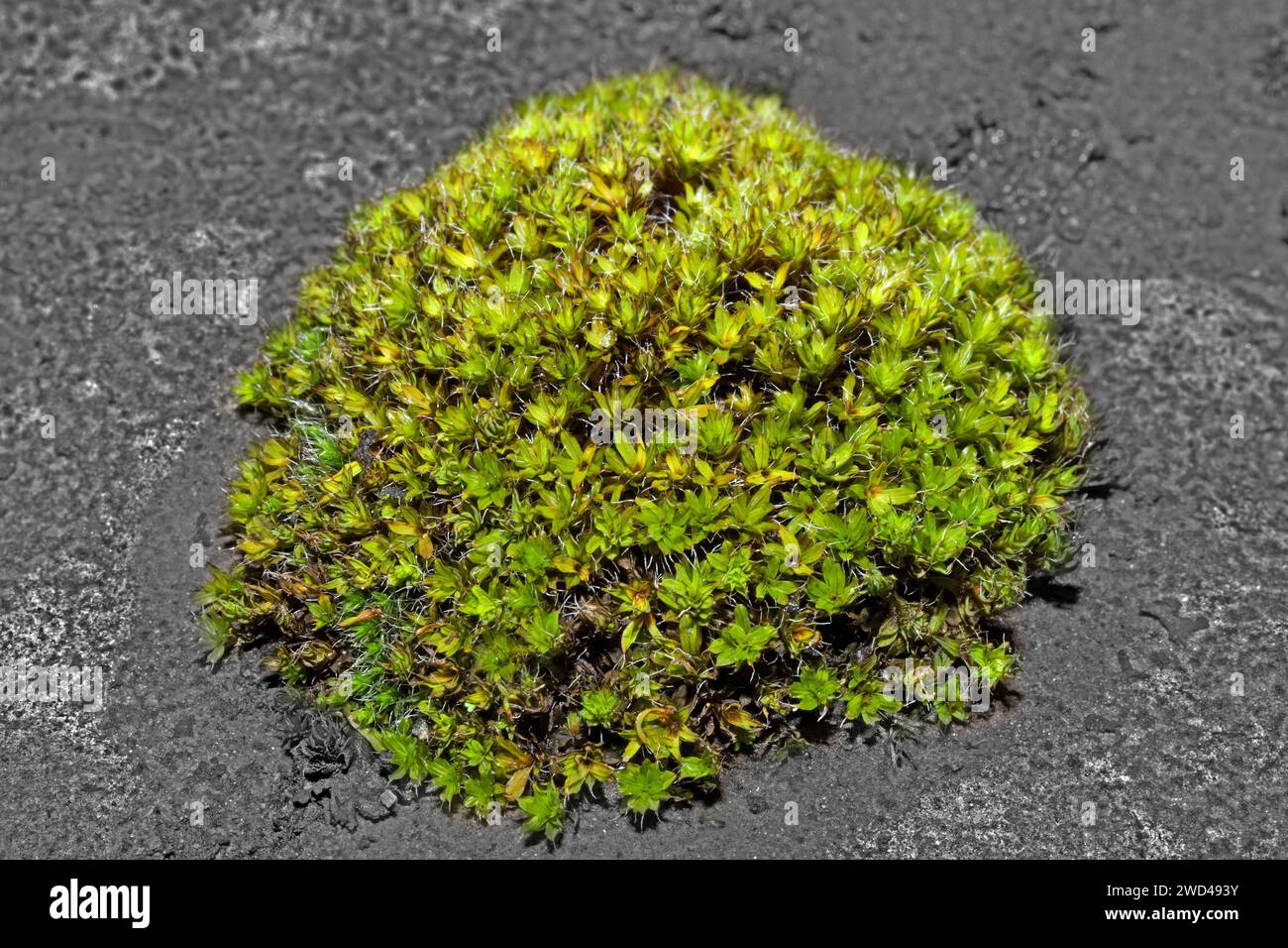 Syntrichia ruralis (star moss) grows on calcareous substrates on walls, rocks and sandy ground. It has a cosmopolitan distribution. Stock Photo