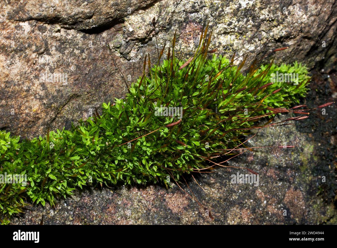 Tortula muralis (wall-screw moss) is mostly found in urban areas on walls including concrete and cement. It has a worldwide distribution. Stock Photo
