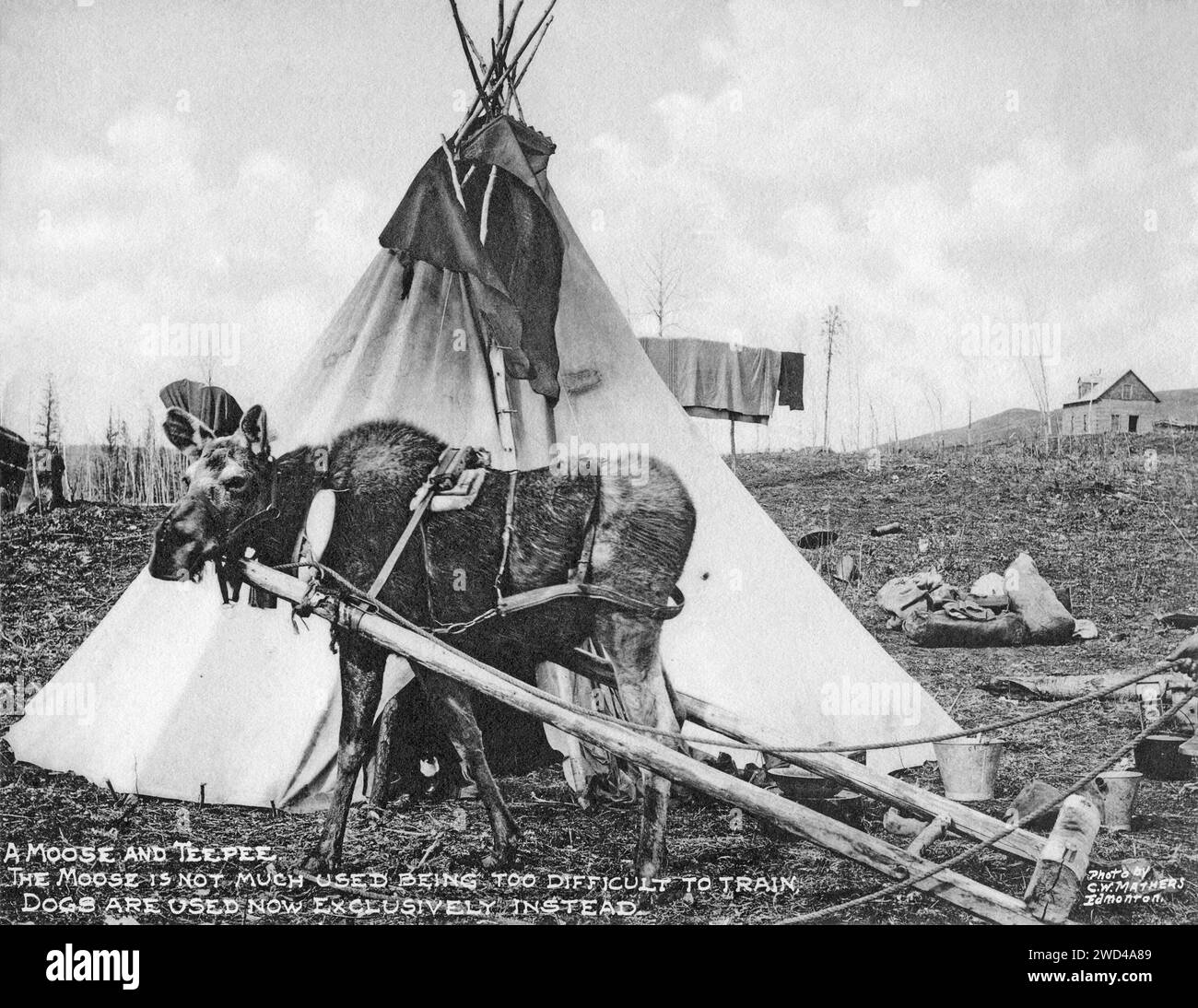 A 1901 photograph of an indigenous First Nations tipi with a moose harnessed to an A-frame travois (travoise, trevoy or travoy) in front, taken by C W Mathers on an expedition to the far north of Canada and published in his book ‘The Far North’. Mathers captioned this photograph: A moose and teepee. The moose is not much used being too difficult to train, dogs are used almost now exclusively instead. Stock Photo