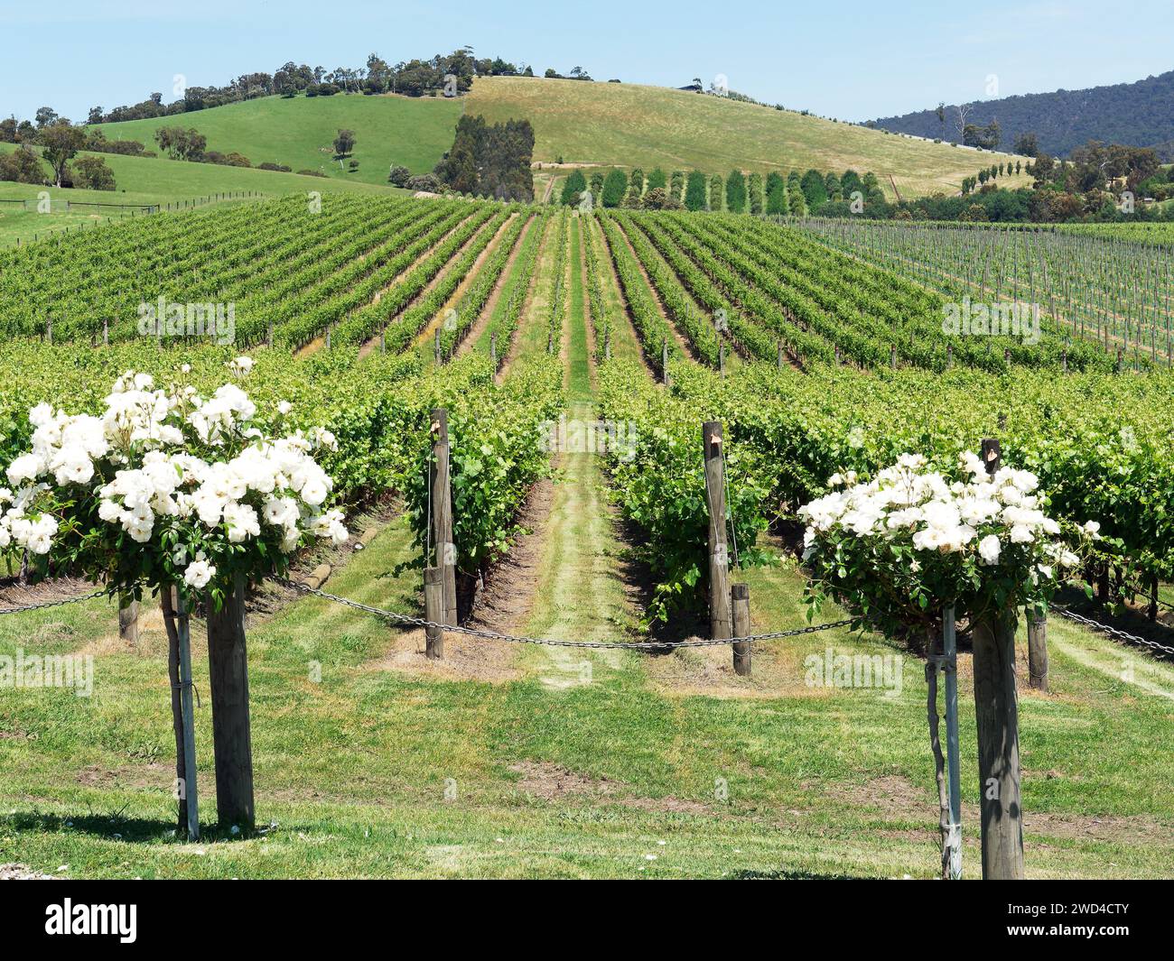 View looking down rows of vines at the Chandon winery in the Yarra