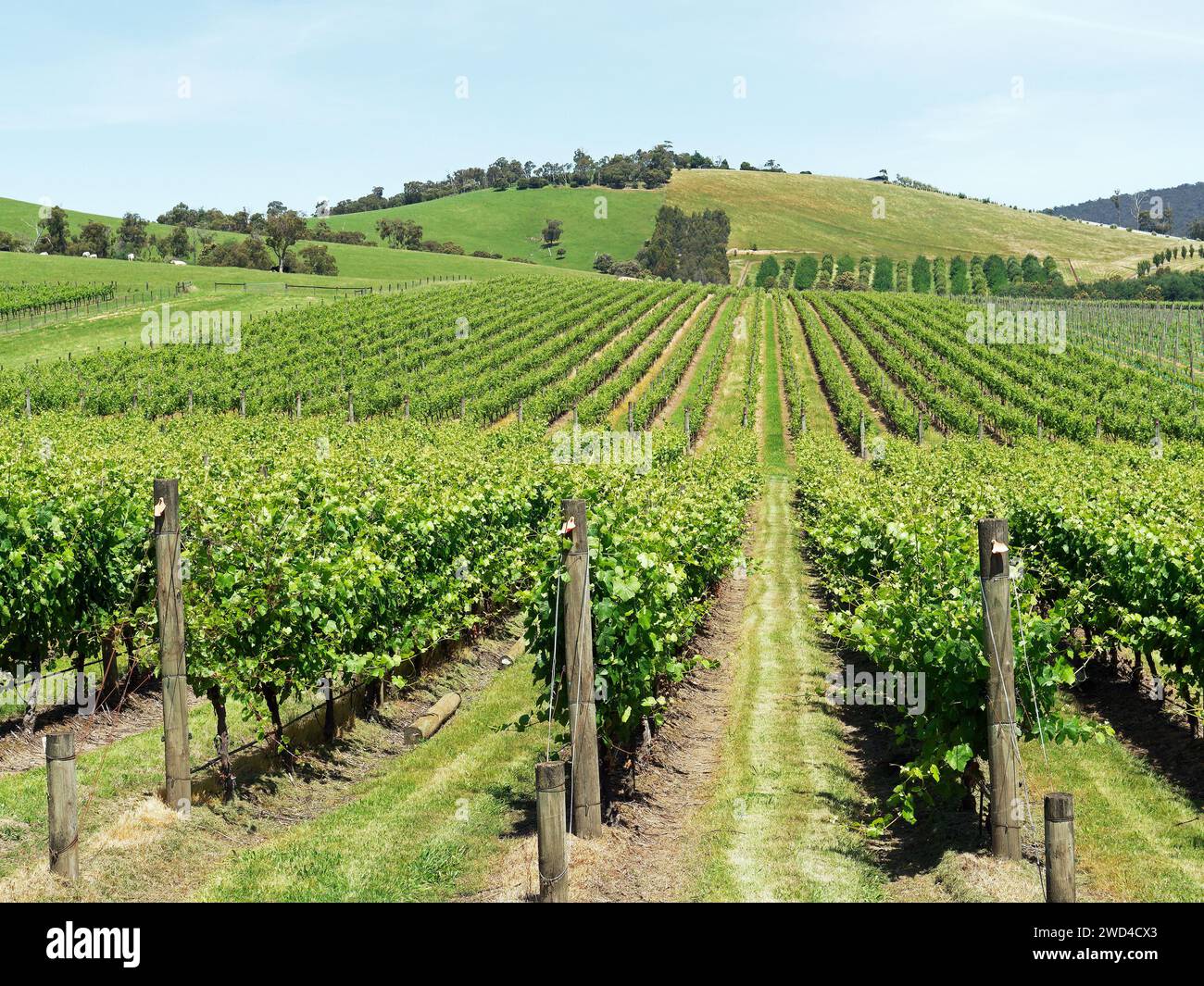 View looking down rows of vines in the Yarra Valley Victoria Australia Stock Photo
