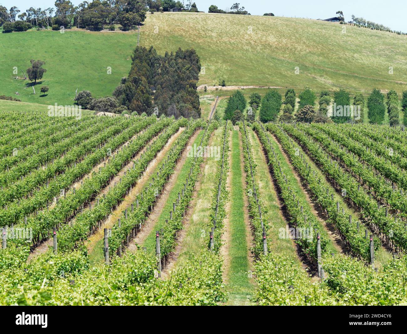 View looking down rows of vines in the Yarra Valley Victoria Australia Stock Photo