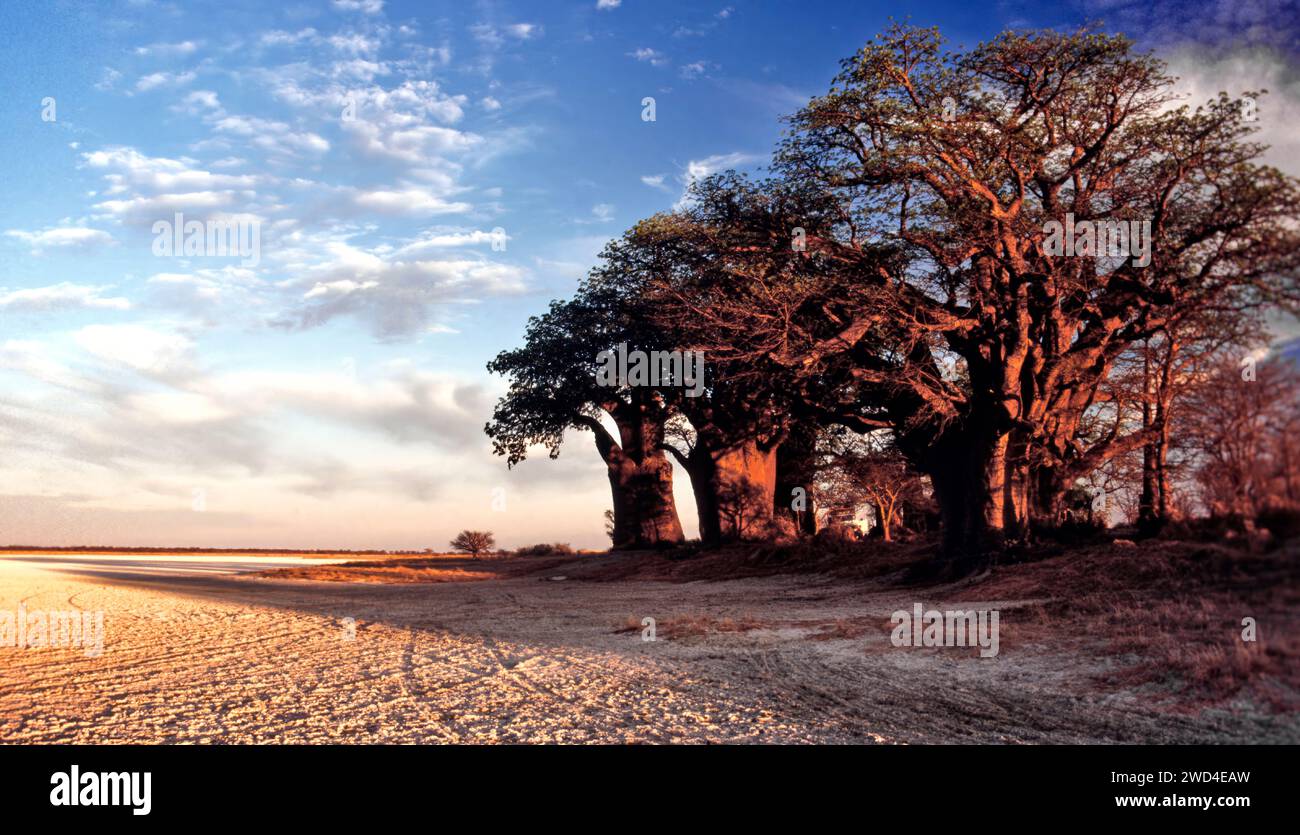 Baobab Trees Kalahari Hi res Stock Photography And Images Alamy Baobab Trees Kalahari Hi res Stock Photography And Images Alamy