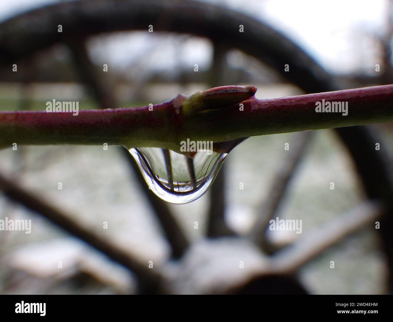 A drop hanging on a branch. In the bakground a blurred nostalgic wagon wheel Stock Photo