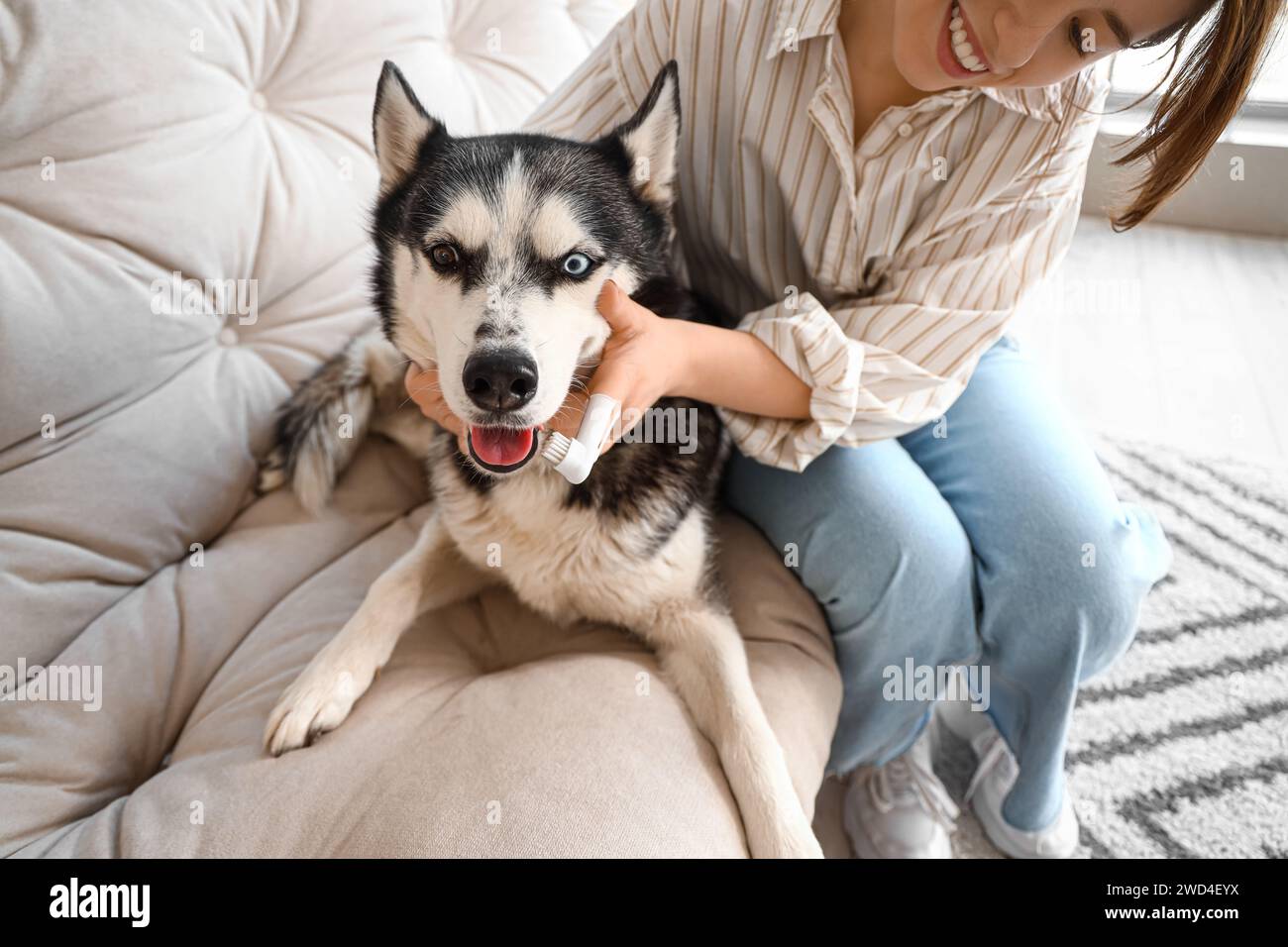 Woman brushing Siberian Husky's teeth at home Stock Photo Alamy