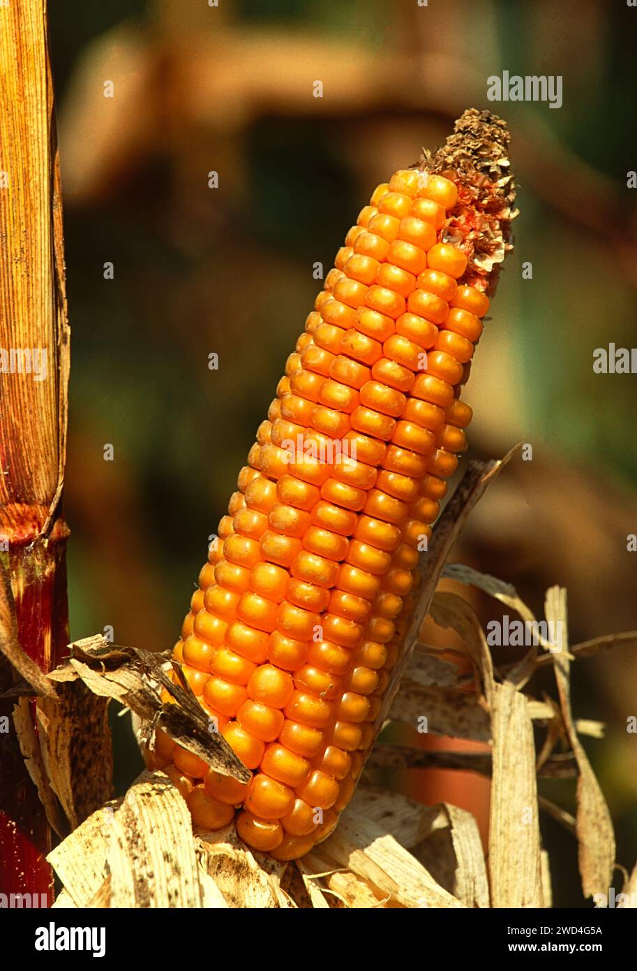 Maize or a dried corn on the cob growing in France Stock Photo