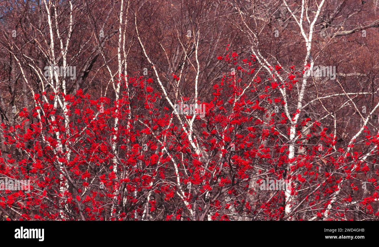 Red berries and white rowan trees in Japan in winter Stock Photo Alamy