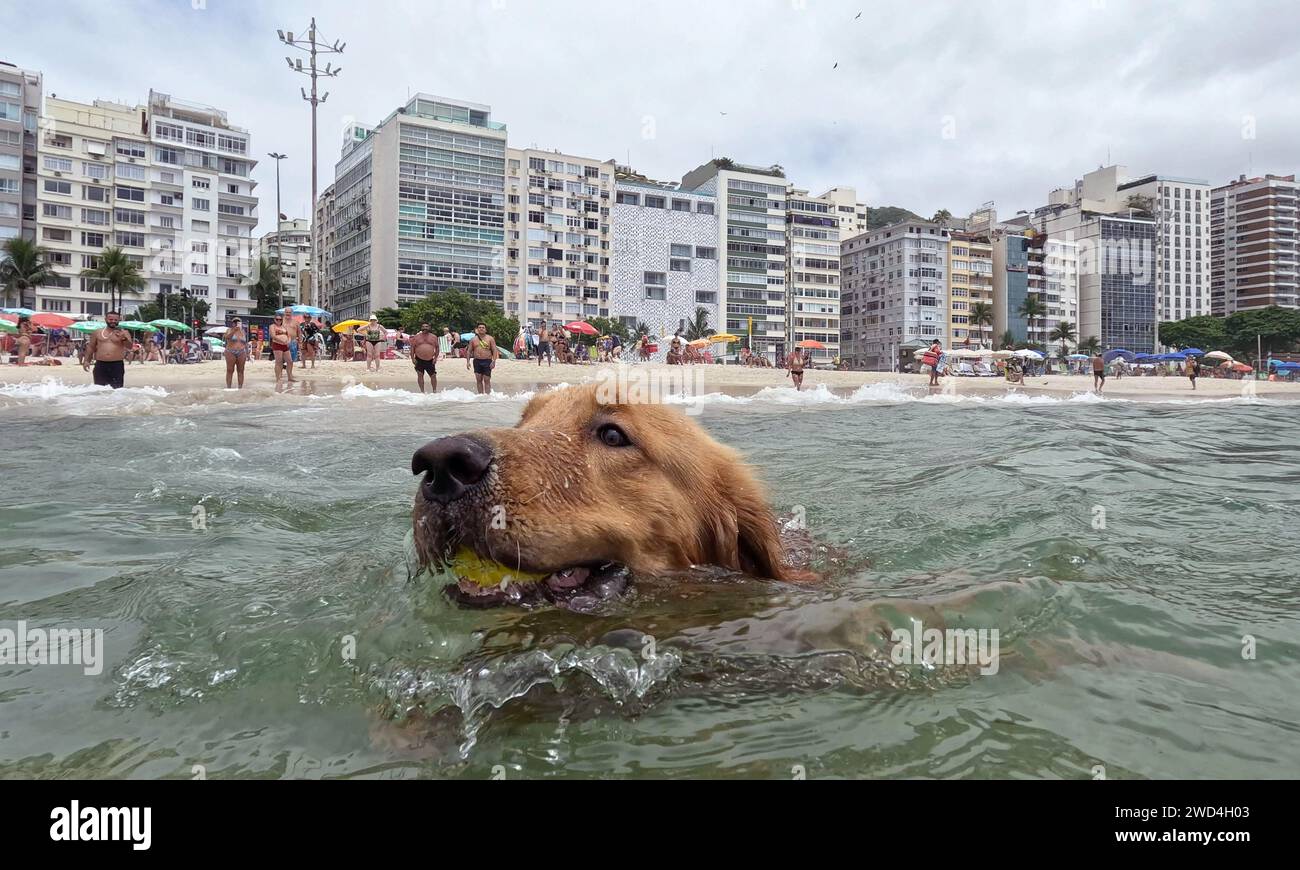 January 18 2024 Rio De Janeiro Rio De Janeiro Brazil A Golden   January 18 2024 Rio De Janeiro Rio De Janeiro Brazil A Golden Retrievers Made A Splash At Copacabana Beach In Rio De Janeiro Where Locals Embrace The Waves Finally Getting A Break From The Scorching Heat Credit Image Bob Karpzuma Press Wire Editorial Usage Only! Not For Commercial Usage! 2WD4H03 