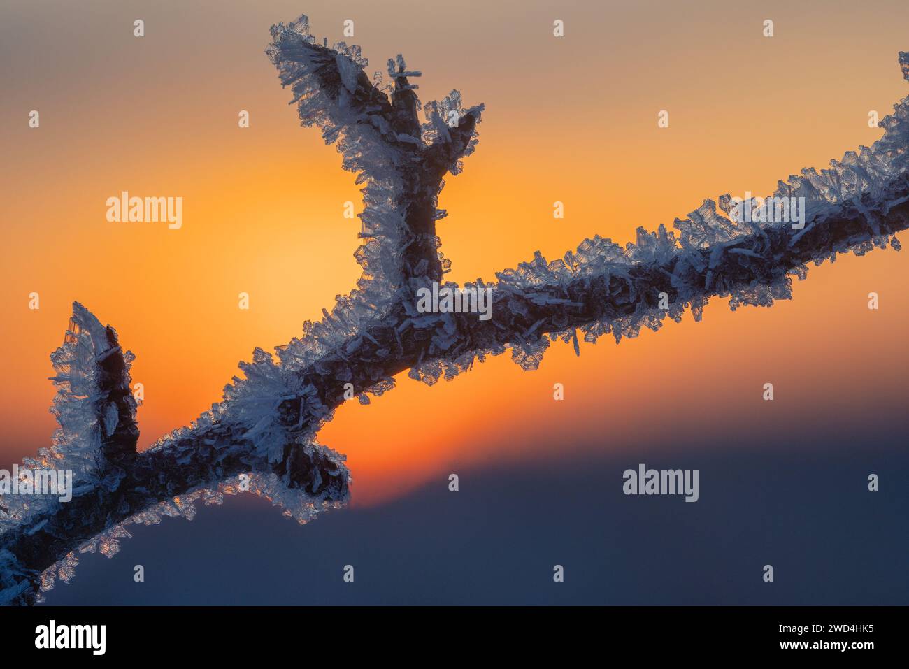 Cold winter background with frost covered branches Stock Photo - Alamy