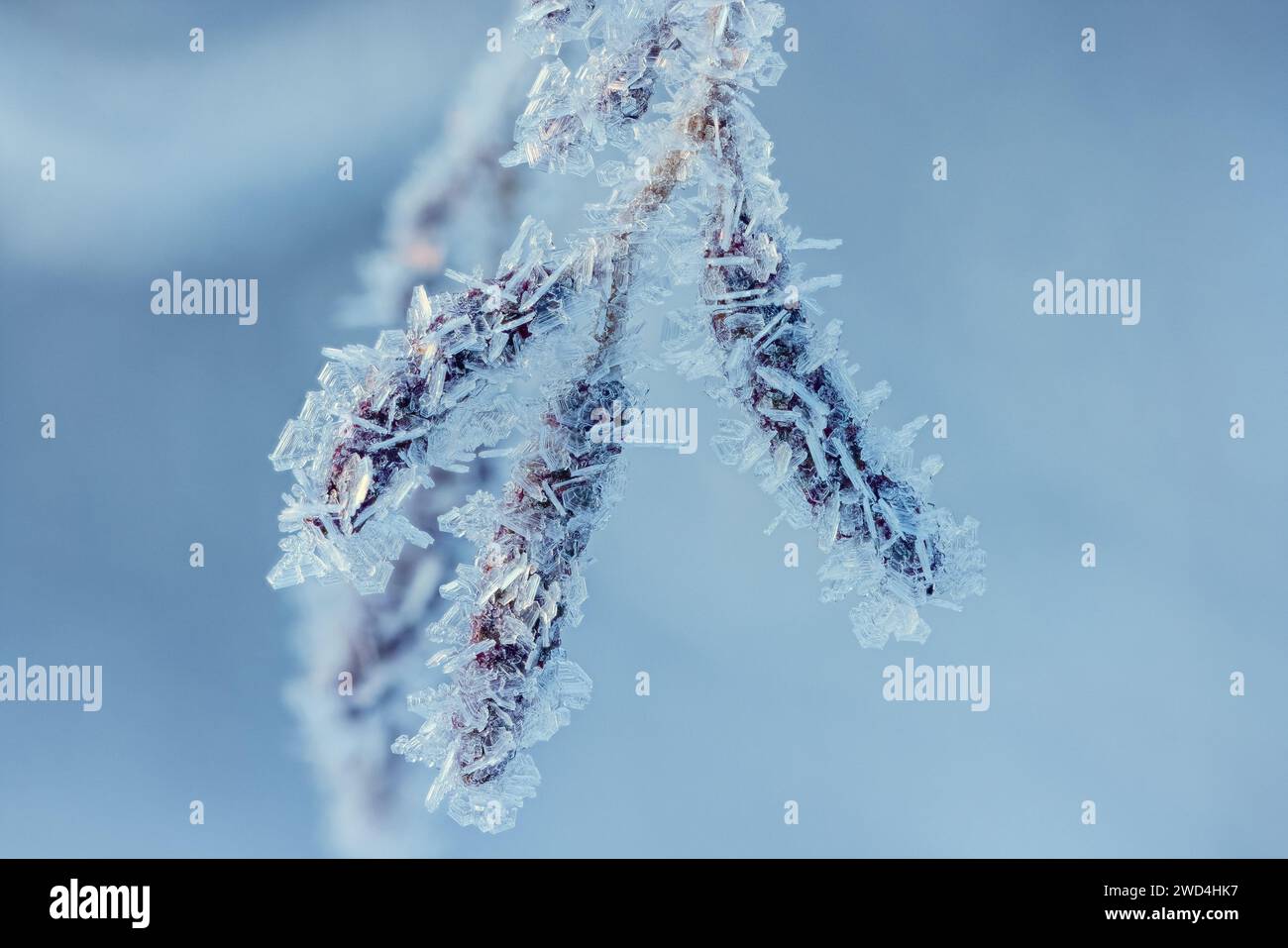 Cold winter background with frost covered branches Stock Photo - Alamy