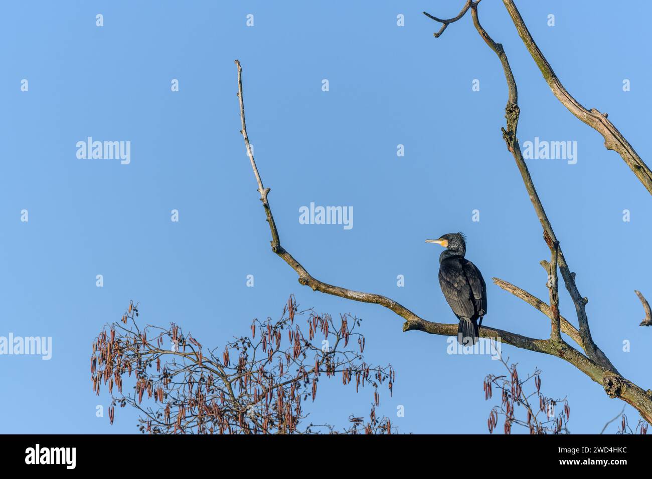 Great cormorant (Phalacrocorax carbo) perched in a tree in winters. Bas-Rhin, Alsace,Grand Est, France, Europe. Stock Photo