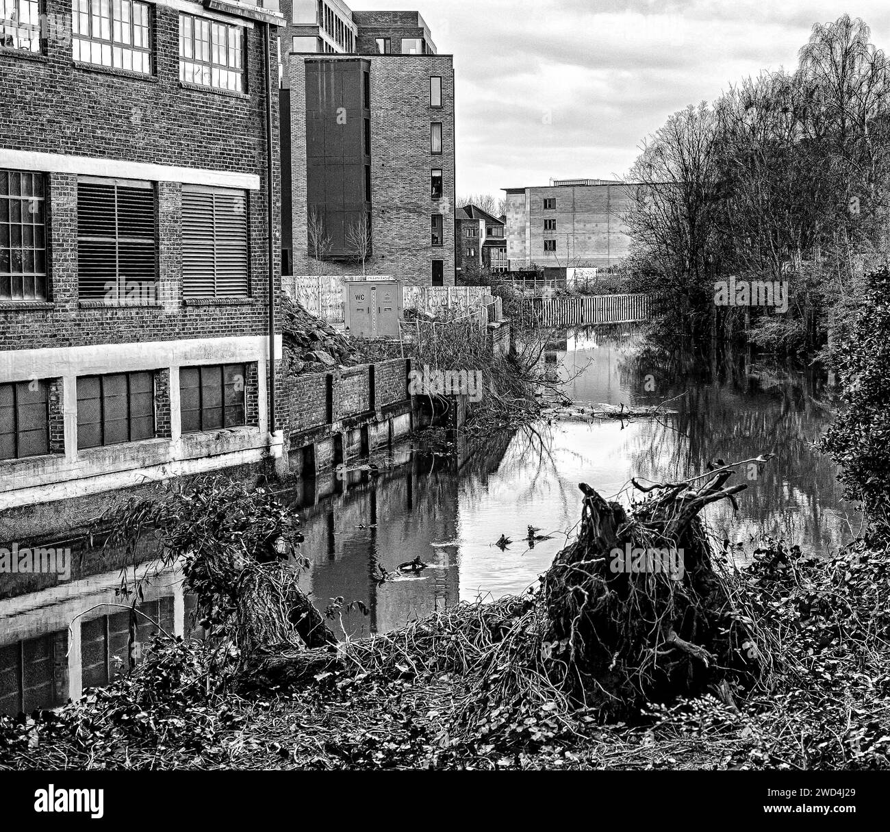 An uprooted tree on a river bank. The river contains debris and runs by a partially developed urban area. Stock Photo